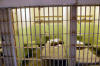 Alcatraz Prisoner Cell Alcatraz Prisoner Cell