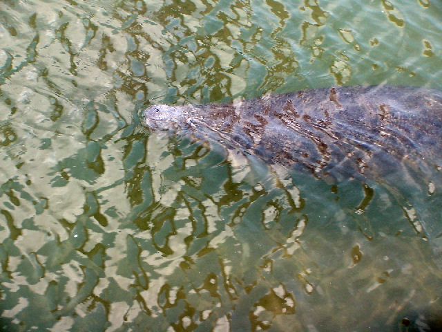 Lucky shot of the Manatee.