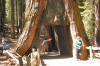 Sequoia Tree, Yosemite NP, CA Sequoia Tree, Yosemite NP, CA