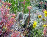 Cactus.jpg