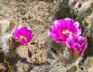 OcotilloFlower.jpg