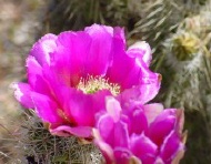 OcotilloFlower2.jpg