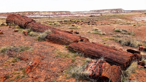 Petrified-Forest