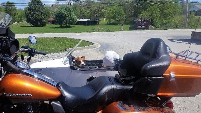 Motorcycle_dog