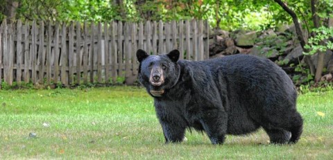 Black_Bear