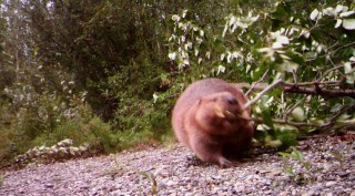 Busy Beaver Caught on Camera