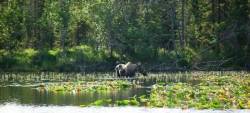 a1sx2_Thumbnail1_moose_peterson_lake.jpg