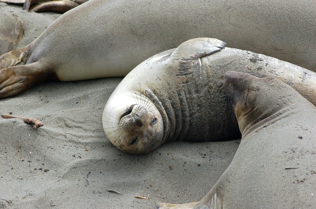 Elephant Seals on the Beach, San Simeon, CA.