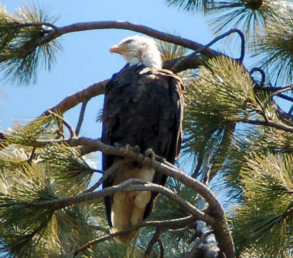 Bald Eagle at Huntington Lake, CA