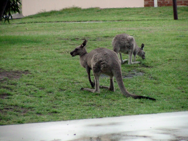 Kangaroo in Camp