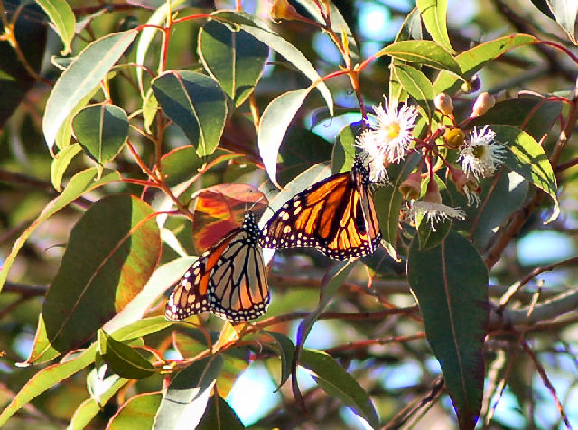 Monterey Butterfly Sanctuary