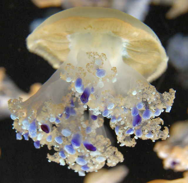 Jellyfish, Monterey Aquarium, CA