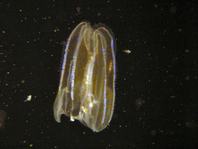 Jellyfish, Monterey Aquarium, CA