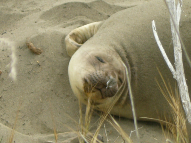 Elephant Seals on the Beach, San Simeon, CA.