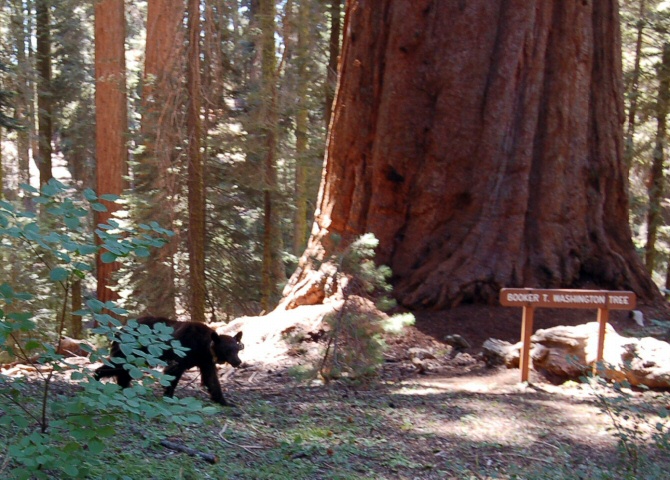 Black bear at Sequoia National Park, CA.