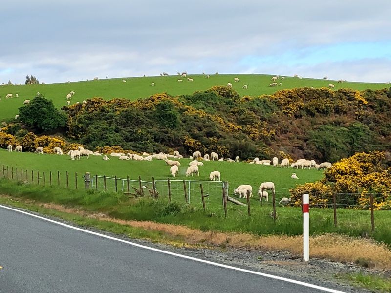 New Zealand Countryside